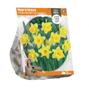 Baltus Narcissus Trumpet Rijnvelds Early Sensation bloembollen per 3 stuks